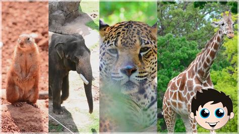 Cute Zoo Animals Baby Animals Giraffe Zebra Elephant Bear