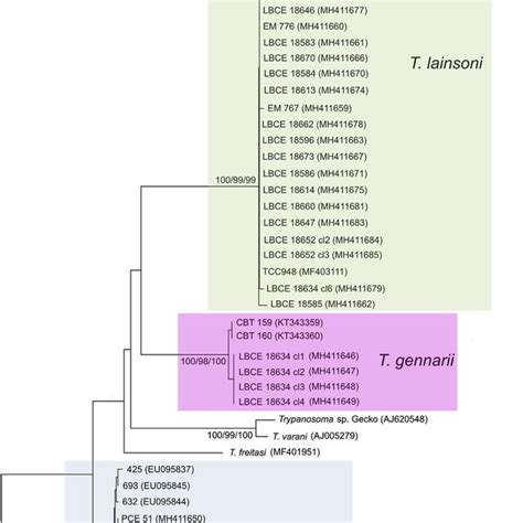 Lizardsnakerodentmarsupial Clade Phylogenetic Tree Based On 18s