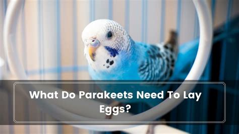 All About Parakeet Laying Eggsdo Parakeets Lay Unfertilized Eggs