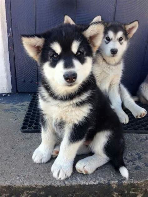 Husky Kittens And Puppies Cute Dogs Puppies