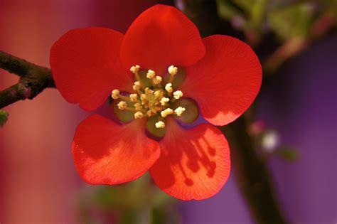 Red Delicate Flower On A Tree Closeup Wallpapers And Images