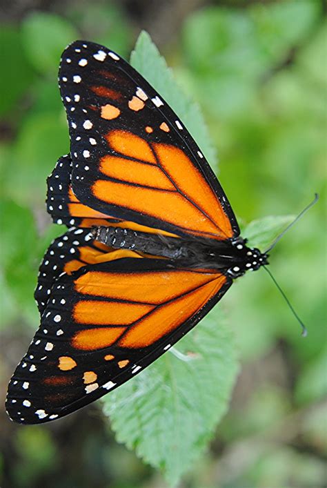 Brilliant Mosiac Wings Of A Monarch Butterfly Explore