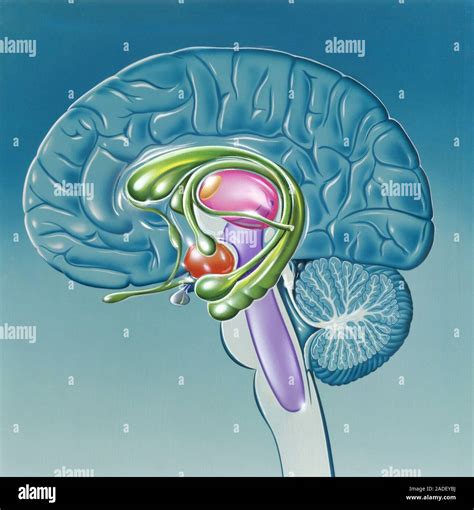 Anatomía Del Cerebro Humano Ilustración De Una Sección Sagital A
