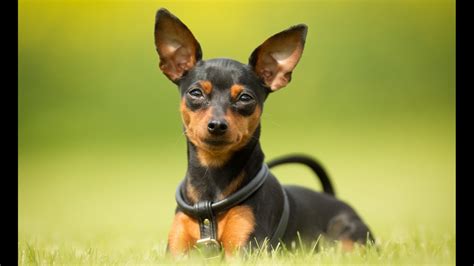 The 30 Most Popular Small Dog Breeds In America Page 3 Of 7 247