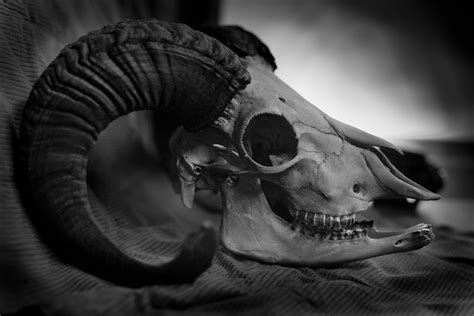Ram Skull Ram Skull Lion Sculpture Skull