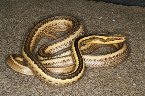 His seventh film, it is notable for its striking monochrome blue cinematography tinted in post production. New snake species named after Loyola professor - The Maroon