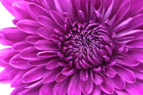Premium Photo Closeup Of Violet Chrysanthemum Flower Background