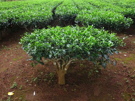 Growing Tea The Complete Guide To Plant Grow And Harvest Tea