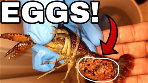 Hatching Crawfish Lobster Eggs In Home Aquarium Youtube