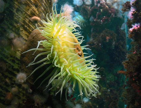 Sea Anemones A Close Relative Of Coral And Jellyfish Ane Flickr