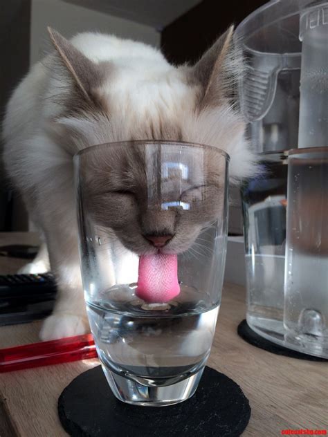 Perfect Timing Of My Cat Drinking Cute Cats Hq Pictures Of Cute