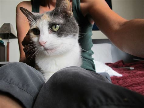5 Easy Steps To Turn Your Kitties Into Lap Cats Catvills