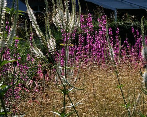 © bereitgestellt von mein schöner garten chinaschilf schneiden. Zarte Gräser im sonnigen Garten - Stilvolles Design ...