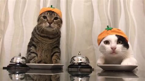 Cats Wearing Orange Hats Ring Bells For Food Jukin Licensing