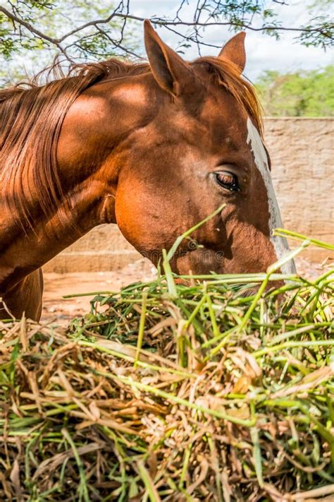 Pony Horse Eating Fresh Grass In The Field Stock Image Image Of