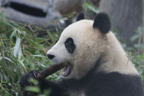 Funny Pose Of Giant Panda Stock Image Image Of Meng 119605251