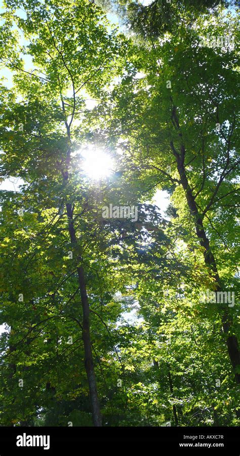 Sun Rays Peeking Through Forest Trees Sun Ray Through Trees Stock