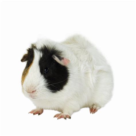 Nesting Areas For Pregnant Guinea Pigs Animals Momme
