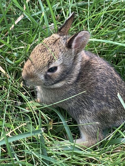 A Little Baby Eastern Cottontail That Was Hanging Out In My Backyard