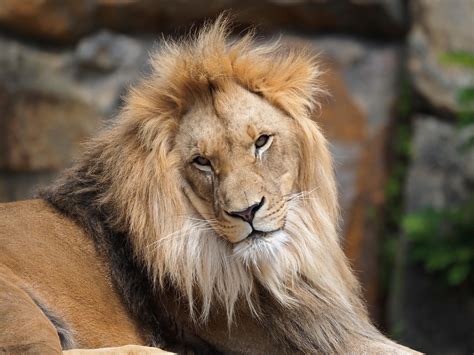 Wallpaper Lion Big Cat Predator Head Wild Hd Widescreen High