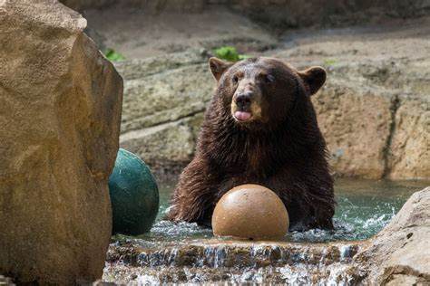 The Houston Zoos Two Female Black Bears Move Into An Expanded Habitat