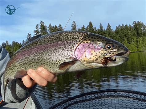 5 Best Rainbow Trout Bait In 2023 And How To Fish Them