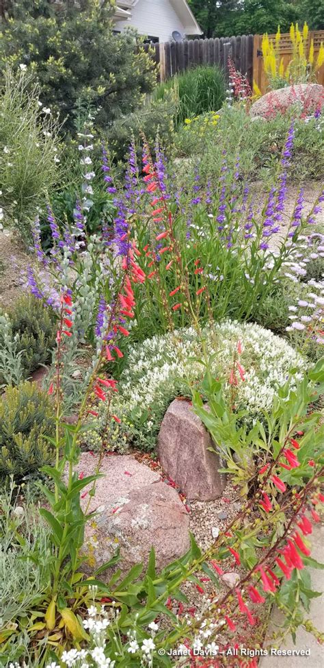 Penstemon Garden Carol Shinn Janet Davis Explores Colour