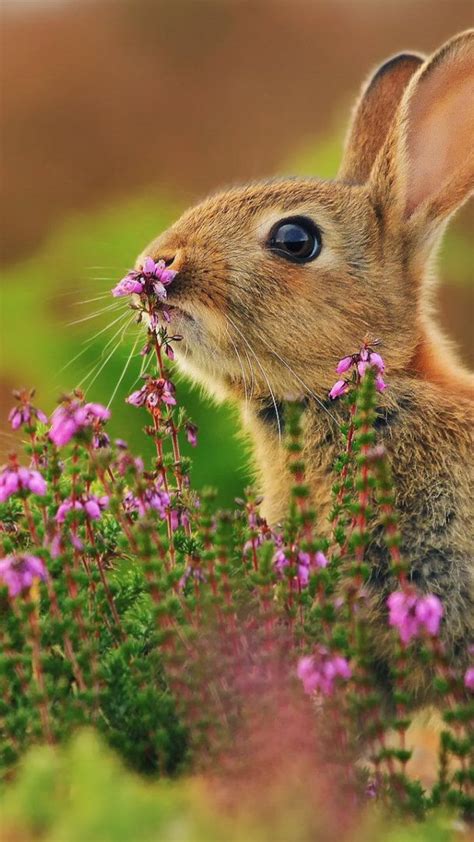 Rabbit Cartoon Cute Cute Animals Rabbit Flowers 4k Wallpapers Vertical