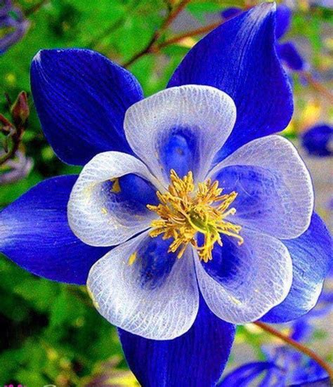 17 Best Images About Unusual Flowers On Pinterest Red Velvet Lobster
