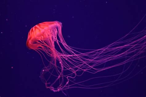 13 Weirdly Fascinating Facts About Jellyfish Readers Digest Canada