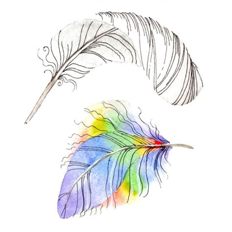 Colorful Bird Feather Wing Isolated Aquarelle Feather Background