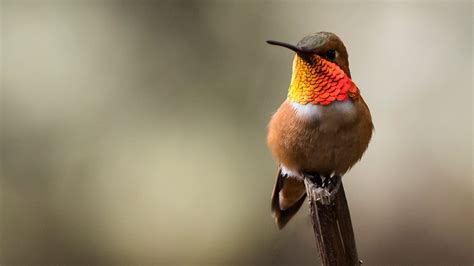 Rufous Hummingbird Migration