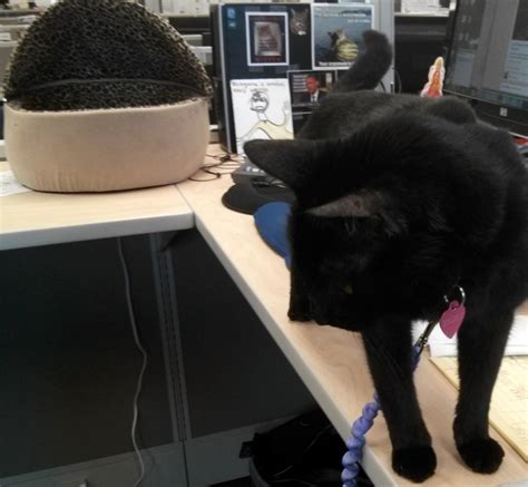 Want To Bring Your Cat To Work 10 Tips For A Pet Friendly Office Catster