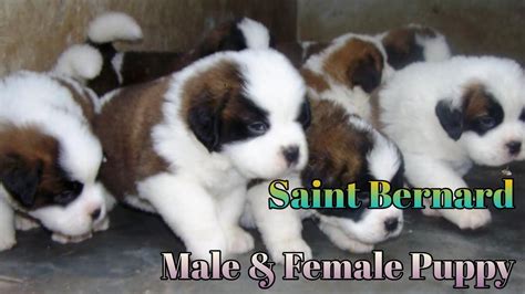 Saint Bernard Puppy Available For Sale In Low Price Delhi Pet Shop