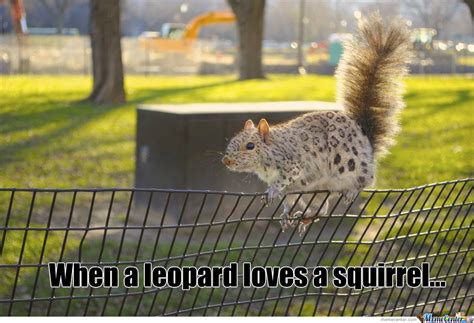 When A Leopard Loves A Squirrel By Serkan Meme Center