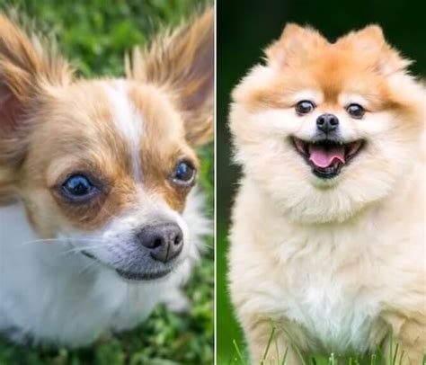 Pomchi An Owners Guide To The Chihuahua Pomeranian Mix All Things Dogs