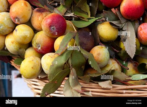 Rowan Berry Fruit Sorbus Domestica Stock Photo Alamy