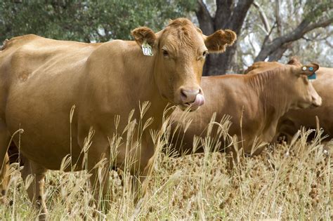 This is the newest place to search, delivering top results from across the web. Rhodes grass in southern Western Australia | Agriculture and Food