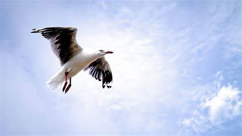 Bird Seagull Flying Sky Close Up Photo Wallpaper 1920x1080 11759