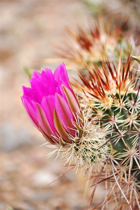 Cactus Flower Photos Diagrams And Topos Summitpost