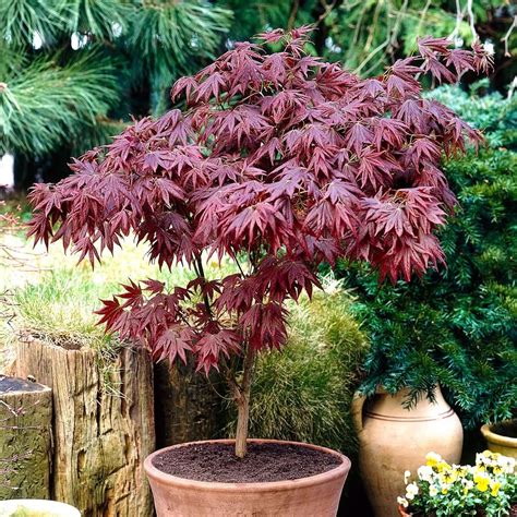 Vasta scelta di piante da interno a portata di click. Acquista Acero giapponese 'Garnet' rosso | Bakker.com nel ...