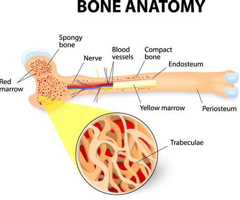 Red bone marrow refers to the red colored tissue where there are reticular networks that are critical in the production and development of blood cells. bigstock-anatomy-of-the-Long-Bone-76681139 [Converted ...