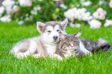 Can Dogs And Cats Mate Ultimate Facts Smart Cat Lovers