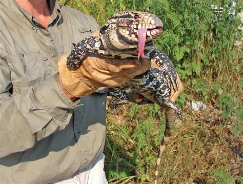 Florida Wildlife Officials Battling Invasive Giant Lizards Wfsu
