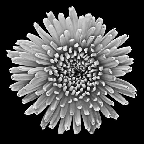 Classic Black And White Flowers Art Photo Web Studio