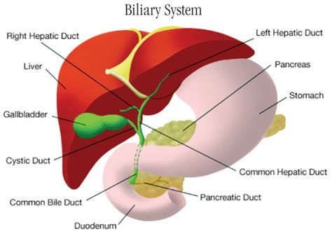 Master chikung hisyam jaya akan selenggarakan pelatihan meditasi chikung untuk berbagai macam penyakit kronis.#materchikung#chikung#terapichikungcp. 144 PENYAKIT: KOLESISTITIS (RADANG KANDUNG EMPEDU)