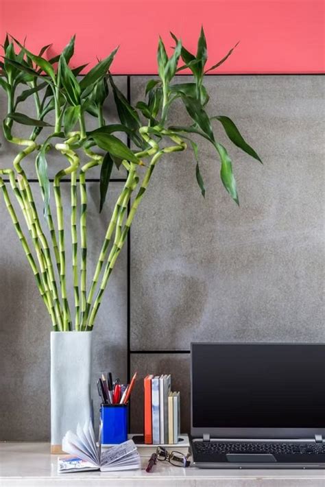 26 Best Office Desk Plants That Dont Need Space