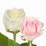 Pink & White Roses  Premium Wholesale Flowers Free Shipping