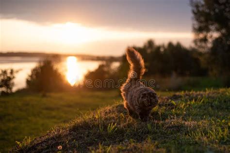 Cat With A Raised Tail In Nature During Sunset Stock Image Image Of