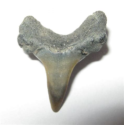 Lamna Nasus Shark Tooth 165 Mm X 15 Mm Fossilwebhop